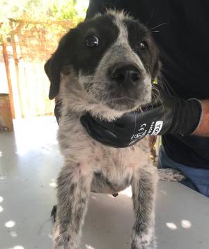 dog image